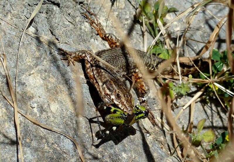 Podarcis muralis  con preda